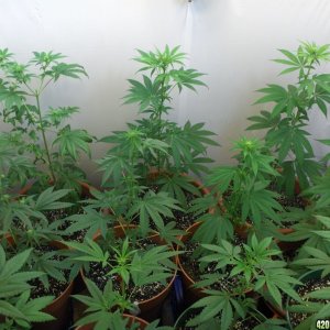 Indoor grow