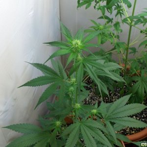 Indoor grow