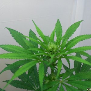 Indoor grow