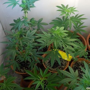 Indoor grow