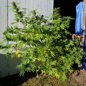 Outdoorbud 002.JPG