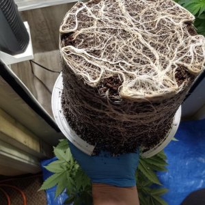 Hydro roots.jpg