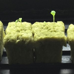 lettuceseedlings.JPG