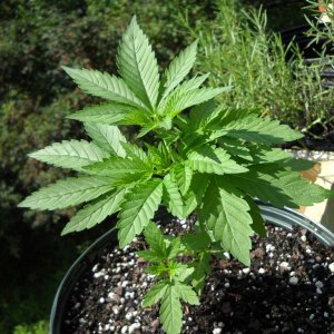 Woodsman Outdoors 8-9 Bubba Kush (a)