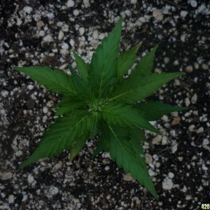 Aug_10th_Baby_BW_Clone