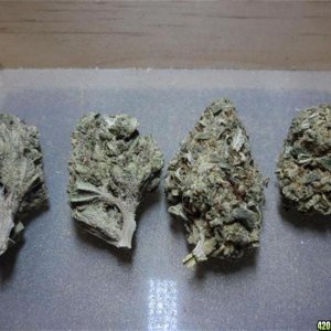 Bubble Gum, Sour Diesel, Afghan Kush, Arjan's Strawberry Haze and Maui Wowi