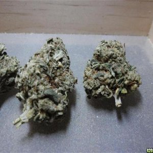 Bubble Gum, Sour Diesel, Afghan Kush, Arjan's Strawberry Haze and Maui Wowi