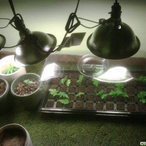 Grow 2 and clones