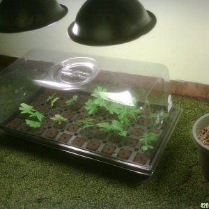 Grow 2 and clones