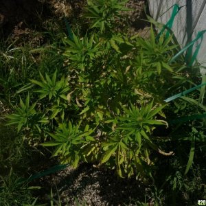 Aug_13th_Second_Female_Seed_Early_Flowering