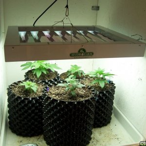 Air Pot Nursery w/ OG Kush, LAW, & Grapegod