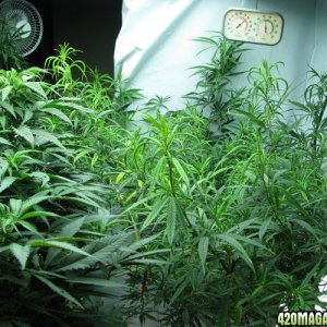 Skunk Sativa