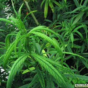 Skunk Sativa