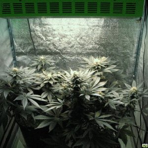 vk grow 08-18-10