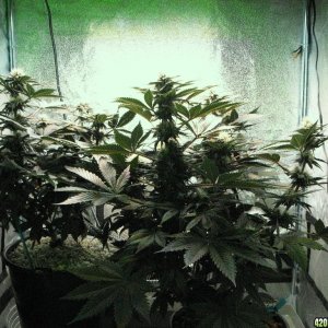 vk grow 08-18-10