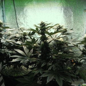 vk grow 08-18-10