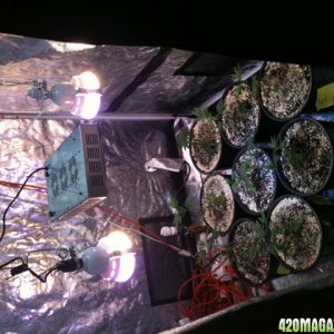 LED PLASMA GROW