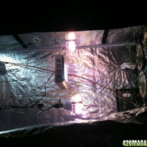 LED PLASMA GROW