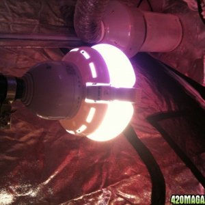 LED PLASMA GROW