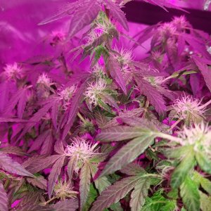 Northern Lights Auto Plant #1.jpg