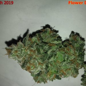 Girl Scout Cookies (2).jpg