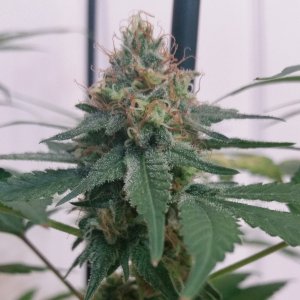 WW#2 29 Oct Bud b.jpg