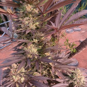 Bodhi Blueberry Hashplant.JPG