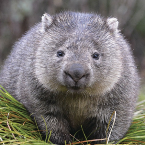 wombat.png