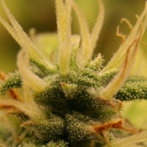 Day_61_ADA_Trichomes.JPG