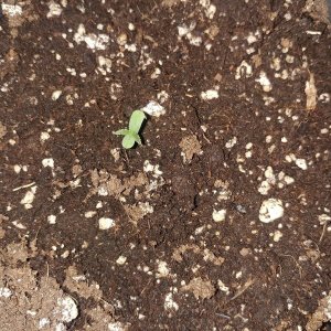 seedling 001.jpg