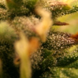 Day_64_Ada_trichs.JPG