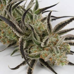 chernobyl-potent-sativa-strain-strongest.jpg