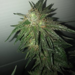 Silver Widow bud.jpg