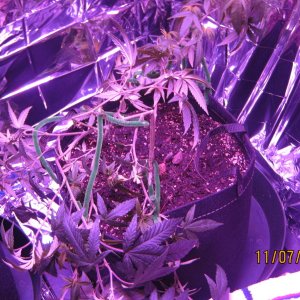 supercrop,lst.JPG