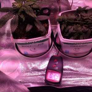 Veg Tent 19-11-16-1.JPG