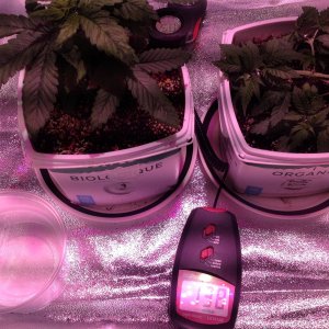 Veg Tent 19-11-16-2.JPG