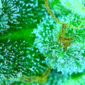 trichomes mm.png