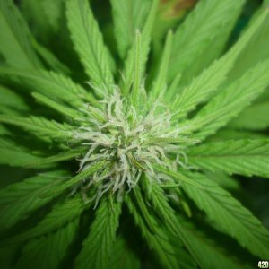 Aug_22nd_Second_Fem_Seed_Close_up