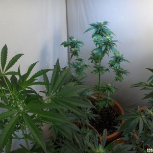 Indoor Grow