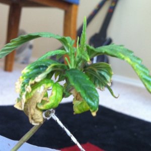 Stealth Pc grow