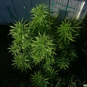 Aug_24th_Big_Plant