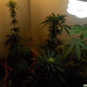 Indoor Grow