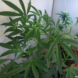 Indoor Grow