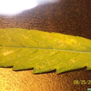 Same leaf, but under a magnifying glass