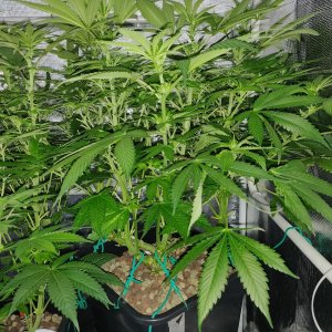 GG Day 16 of flower 1.jpg