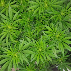 GG Day 16 of flower 3.jpg