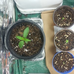 2nd grow 003.jpg