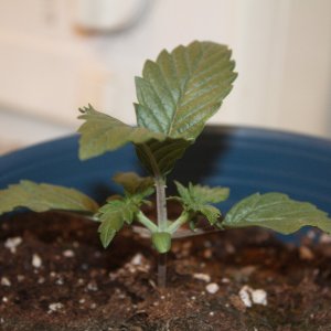 topped seedling 1.jpg