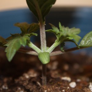 weed seedling 2.jpg