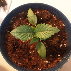 weed seedling 3.jpg